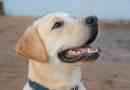 Hoeveel moet 'n Labrador-hond weeg