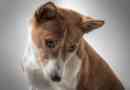 Hoe om vir 'n Basenji-hond te sorg