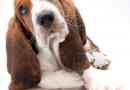 Hoe om te sorg vir 'n Basset Hound