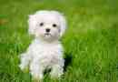 Hoe om te sorg vir 'n Bichon Maltese