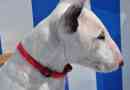 Hoe om te sorg vir 'n Bull Terrier