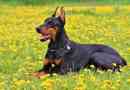 Hoe om vir 'n Doberman te sorg