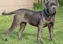 Hoe om te sorg vir 'n Napolitaanse Mastiff