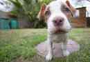 Hoe om te sorg vir 'n Pit Bull