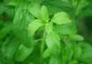 Hoe om te sorg vir 'n Stevia-plant