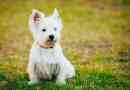 Hoe om vir 'n Westie te sorg