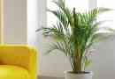 Hoe om te sorg vir 'n Areca-palmplant