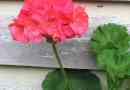 Hoe om geraniums te versorg