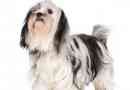 Hoe om 'n Shih Tzu se hare te sny