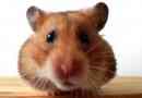 Hoe om 'n hamster te voed