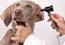 Hoe om te weet of my hond oorinfeksie of otitis het