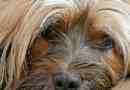 Hoe om te weet of my hond depressie het