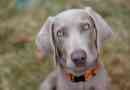 Hoe om na 'n Weimaraner om te sien