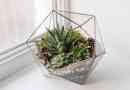 Hoe om 'n DIY-sukkulente terrarium te maak - Alternatiewe vir die glasbak