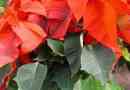 Hoe om na Kersfees vir 'n Poinsettia te sorg