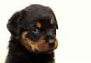 Hoe om vir 'n Rottweiler te sorg