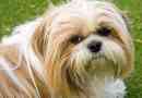 Wat is die kenmerke van 'n Shih Tzu-hond