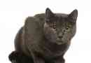 Wat is 'n Chartreux-kat - Alles wat jy moet weet