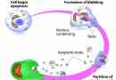 Wat is selapoptose?