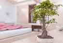 Watter plante verbeter die feng shui van my huis?