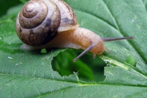 Effektiewe natuurlike middels om van slakke en slakke ontslae te raak