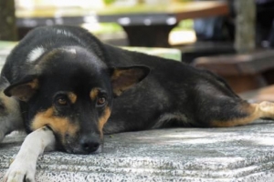 Boererate vir urienweginfeksies by honde