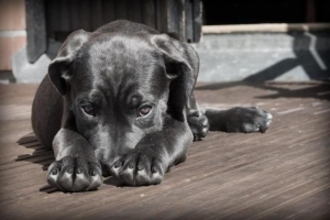 Boererate om my hond se pels te laat blink