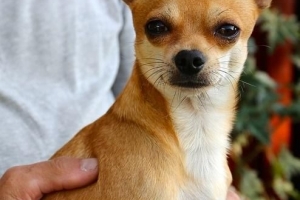 Hoe groot word 'n chihuahua