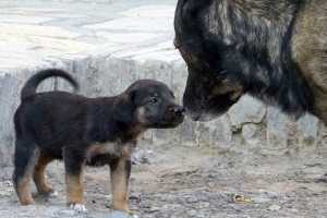 Hoe lank duur 'n hond se swangerskap