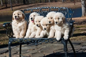 Hoeveel hondjies kan 'n Golden Retriever hê?