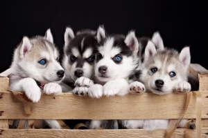 Hoeveel hondjies kan 'n Husky hê?