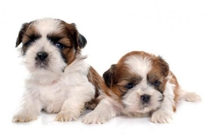 Hoeveel hondjies kan 'n Shih Tzu hê