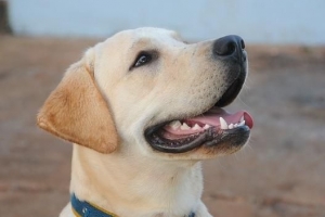 Hoeveel moet 'n Labrador-hond weeg