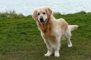 Hoeveel moet my Golden Retriever weeg