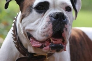 Hoeveel om my Boxer-hond te voer