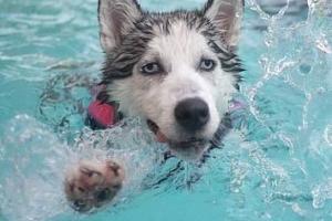 Hoeveel water moet 'n hond per dag drink