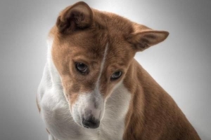 Hoe om vir 'n Basenji-hond te sorg