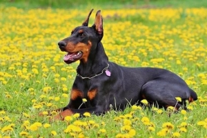 Hoe om vir 'n Doberman te sorg