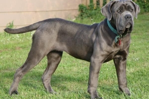 Hoe om te sorg vir 'n Napolitaanse Mastiff