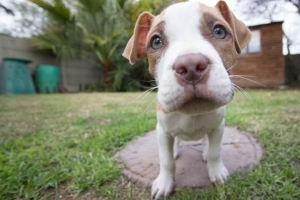 Hoe om te sorg vir 'n Pit Bull