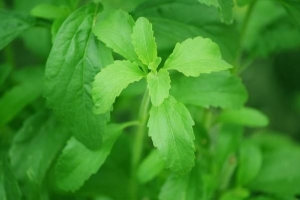 Hoe om te sorg vir 'n Stevia-plant