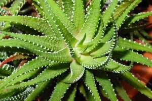 Hoe om 'n Aloe Vera-plant behoorlik te versorg