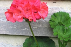 Hoe om geraniums te versorg