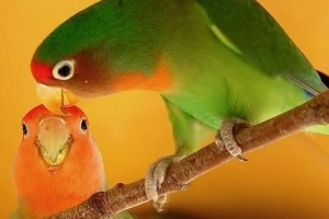 Hoe om vir Lovebirds te sorg