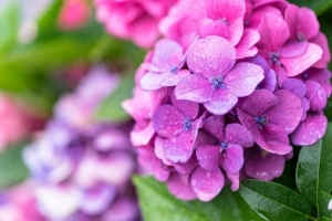 Hoe om die kleur van hortensia natuurlik te verander