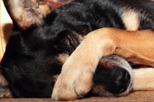 Hoe om 'n hond se stingel te genees met natuurlike middels