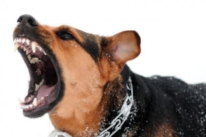 Hoe om 'n aggressiewe hond te hanteer