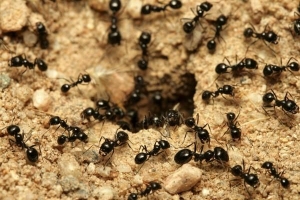 Hoe om miere natuurlik uit die tuin te verwyder