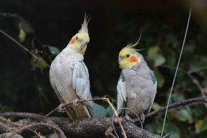 Hoe om 'n Cockatiel-kuiken te voer