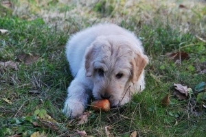 Hoe om 'n hond met Leishmaniasis te voer